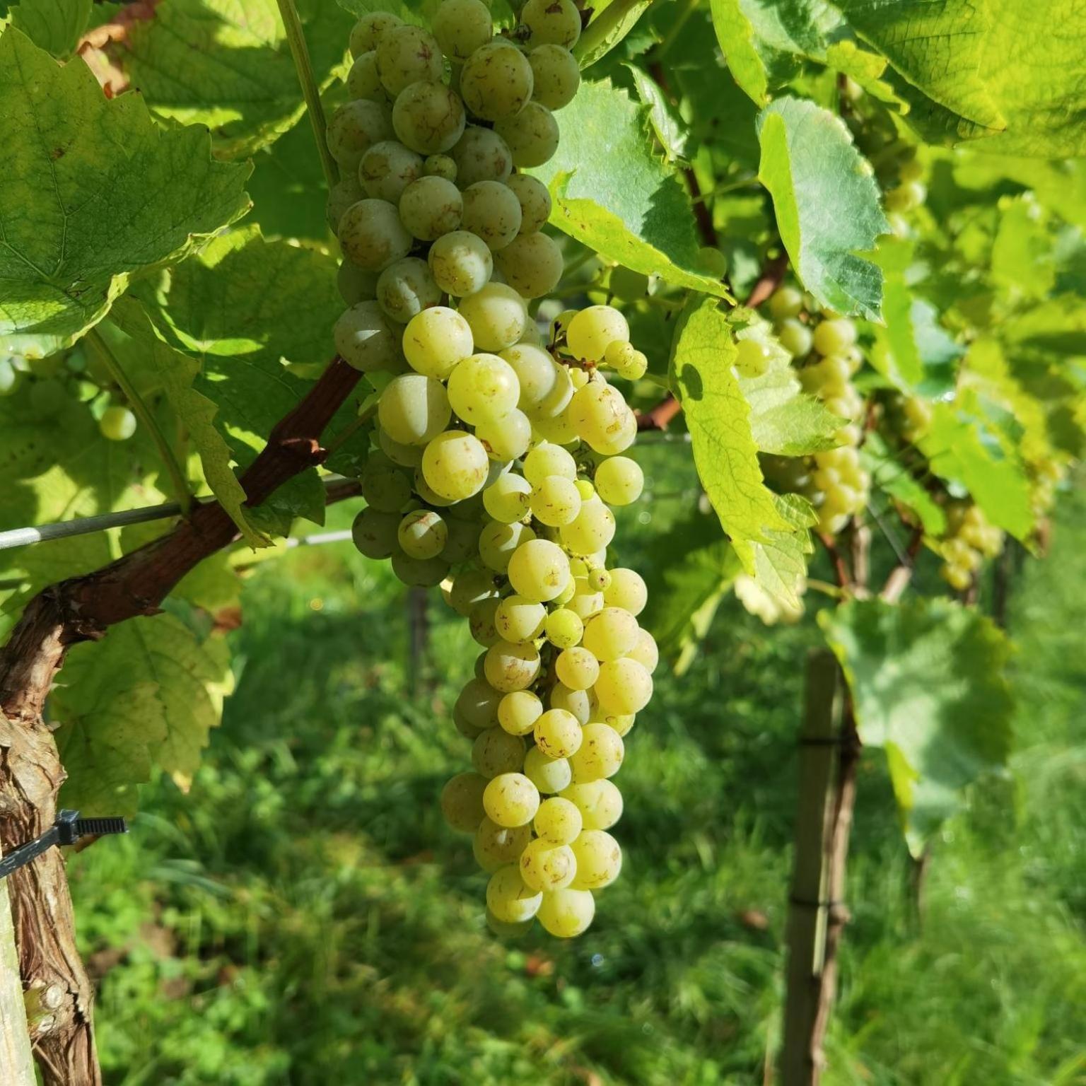 Privatzimmer Am Weinbrunnen Vorchdorf Zewnętrze zdjęcie