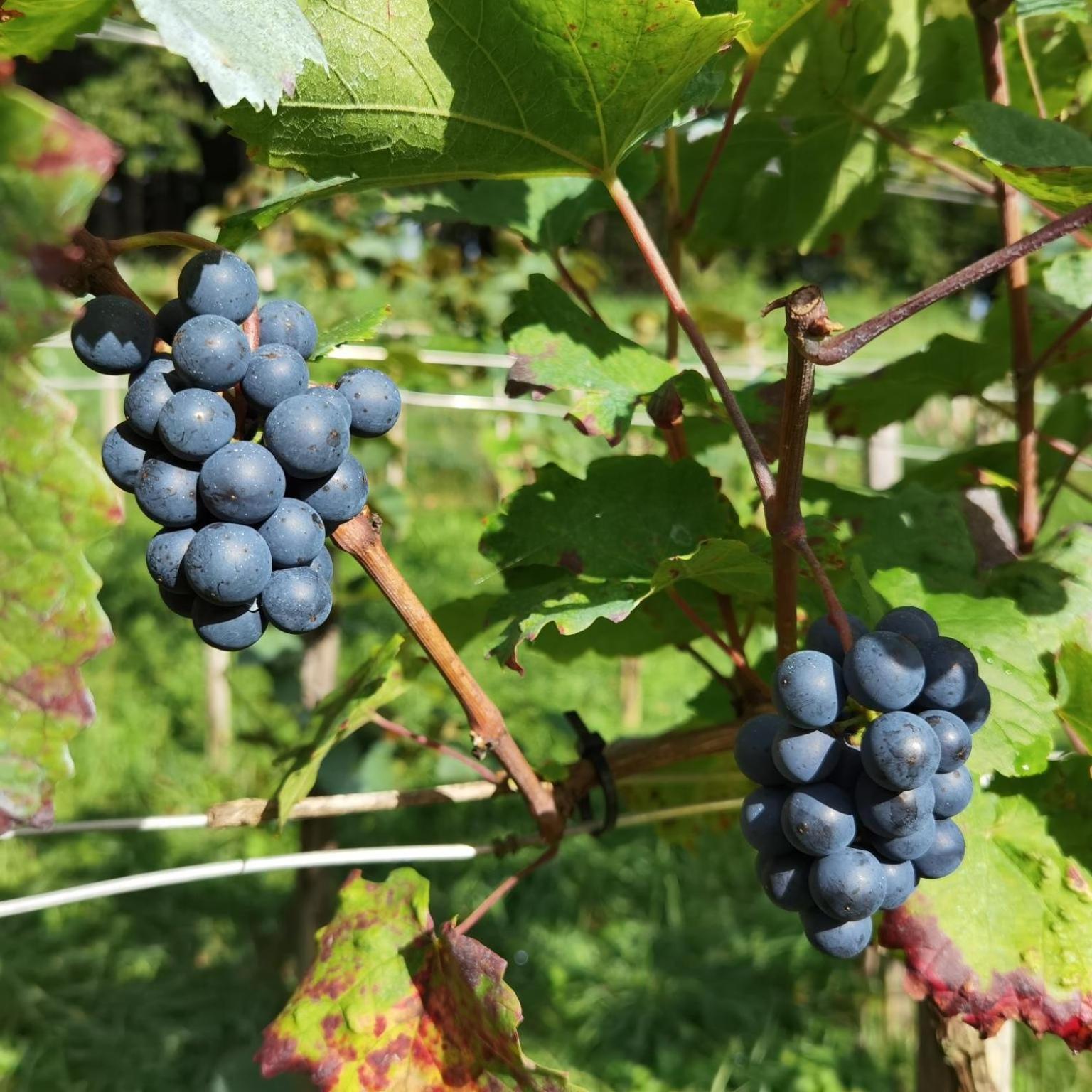 Privatzimmer Am Weinbrunnen Vorchdorf Zewnętrze zdjęcie